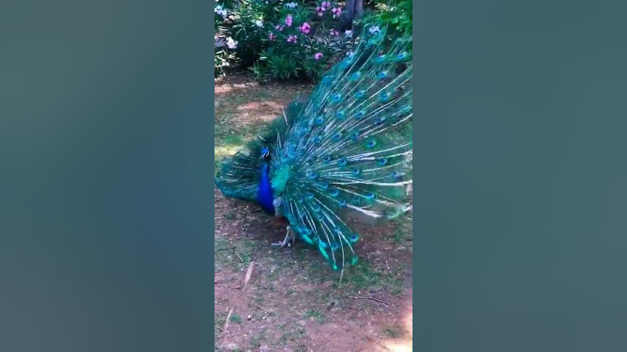 Peacock Turn Around The Peacock agt peacock thepeacocks peafowl 