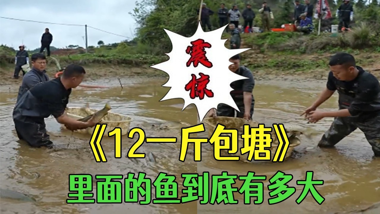 12 塊錢壹斤包魚塘！裏面的魚到底有多大 #小飛哥#三農 #新農人計劃2026#鄉村守護人 #護外#包塘