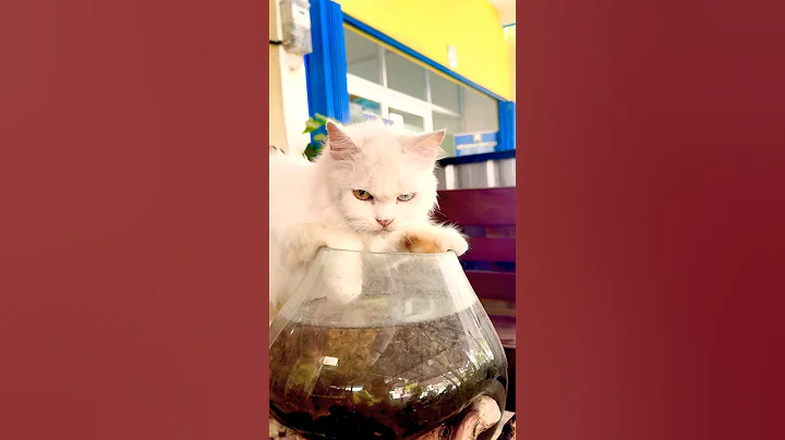 Video 6516481: cats catlover kitten cute, cats kitten funny catlover, cats balinese kittens, cat kitten drinking, cat fish kitten