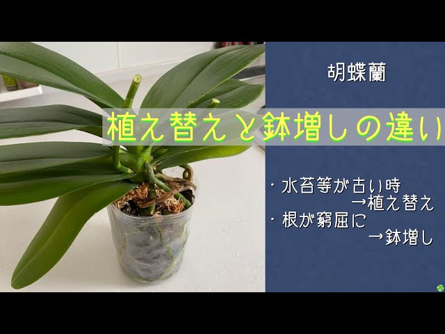 2024年12月26日 蘭《植え替え》と《鉢増し》の違い 植え替えは植え込み