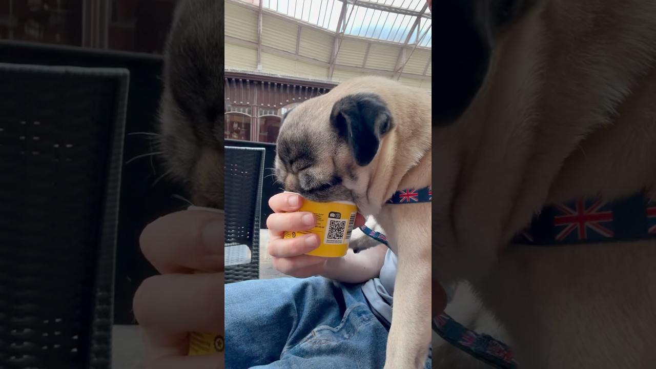Pug Dog meets Doggie ICE-CREAM! 😋 