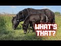 This is new for Peach and Mario | The black cat🐈‍⬛ caught something. | Friesian Horses