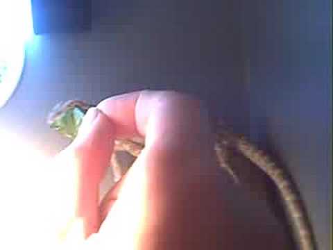 cold brew coffee Attempting To Feed Beardie Greens....He's Full