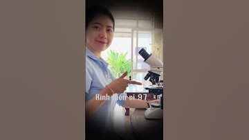 MÁU CON MUỖI sau khi soi dưới 🔬@kinhhienvi9735