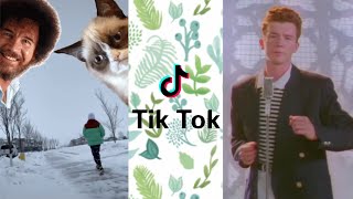 Random TikToks that I feel like Jenna Marbles would enjoy. (AKA animals and just random tiktoks)