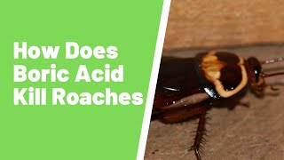 Boric Acid Roach Killer – Baits and Common Mistakes in Using Boric Acid