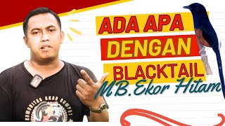 Download Lagu FENOMENA MURAI BLACKTAIL DIASINGKAN DI LOMBA !! INI PENJELASANNYA !! #muraibatu #settinganmurai MP3