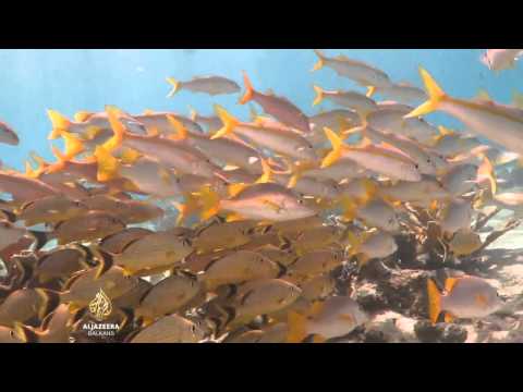 Zaštita podvodnog svijeta Kube