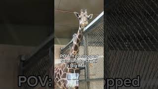 Say Hi to Big Mac! 🦒