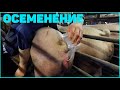 РАБОТА НА СВИНОФЕРМЕ. ДАНИЯ. ОСЕМЕНЕНИЕ