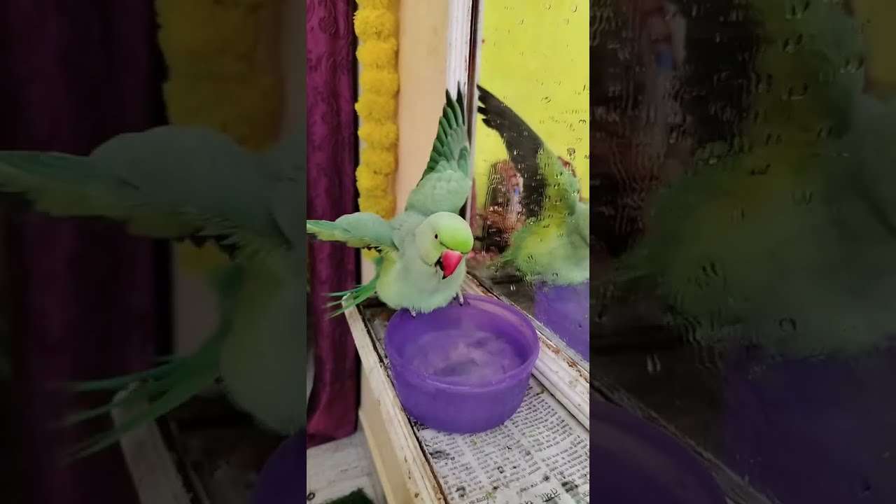 Jojo -- the talkative parrot 🦜 BATHING TIME 🚿🚿