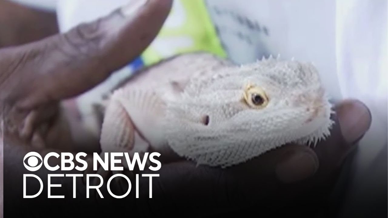 Man says pet lizard saved his life in apartment fire