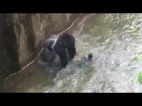 Baby falls into Gorilla Pit at Cincinnati Zoo