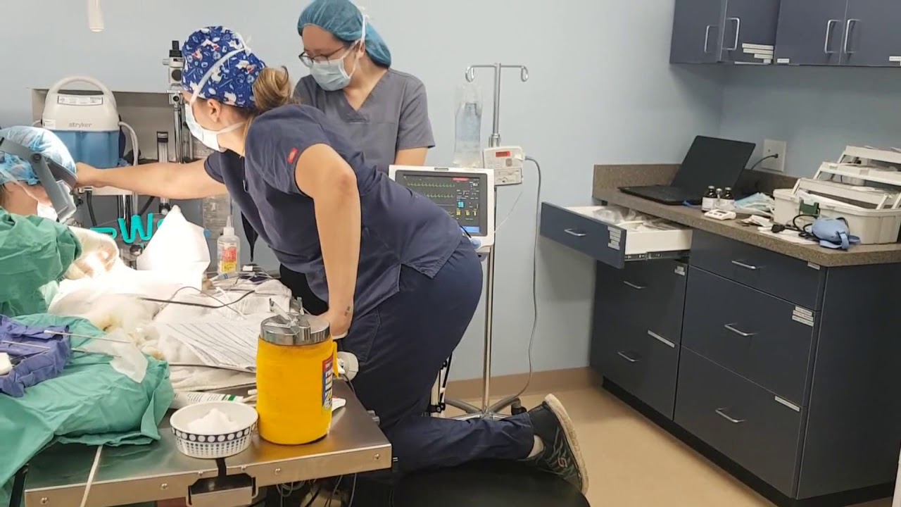 Exotic Animals and Anesthesia