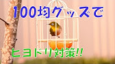 ペットボトルで野鳥の餌台 Youtube ペットボトルで野鳥の餌台 Youtube