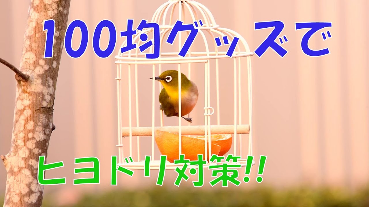 庭に来る野鳥たち 100均で作るヒヨドリよけ餌台 Youtube