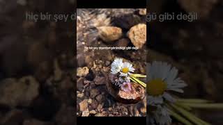 Hiçbir Şey Dışardan Göründüğü Gibi Değil