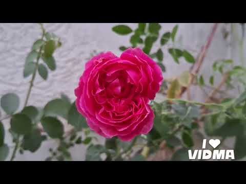 #blue#white#pink#red#garden#flowers#plants