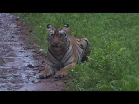 Tiger Playing in rain at FDCM Area, Maharashtra