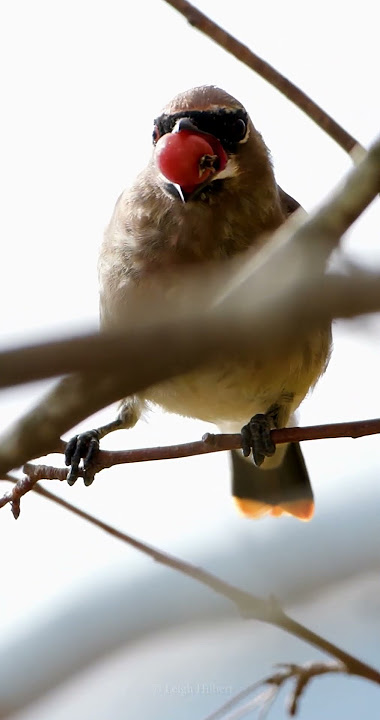 Download lagu BIRDS BERRY