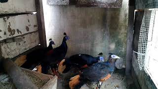 Lopura ignita/jembang/tugang/ayam hutan pulau bangka
