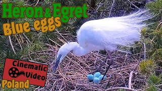 Eggs, Heron &amp; Egret -Tojások, Gém &amp; Kócsag /Giżycko-polish,lengyel/-2023.04.26-Cinematic @TamasBirds