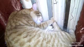 Кот Тима - Греется о батарею/ Батарея Огненная / funny cat Кот Тима - Греется о батарею/ Батарея Огненная / funny cat