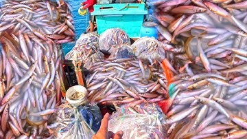 CHẠY MỰC KHÔNG CÓ | HOÀNG VÀO ĐÁNH LƯỚI | MAY MẮN TRÚNG CÁ | LƯỚI CÁ ĐỤC 