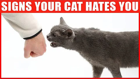 14 Signs Your Cat Hates You - DayDayNews