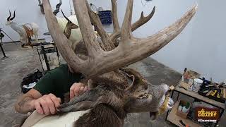 Taxidermy Time Lapse  Whitetail Deer Shoulder Mount