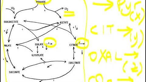 Lecture 3.2 - Early Examples of Metabolic Flux Analysis | Genome Scale Metabolic Models