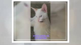 Dora As A Kitten ,💕🎀 by Lioness and Lambie and More 78 views 4 months ago 11 seconds