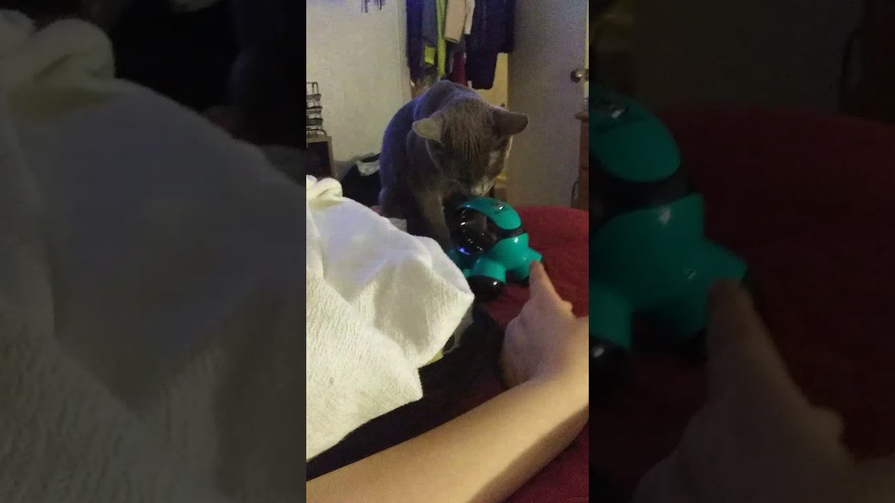 My cat acting stupid ==( w/ massage device) READ DESC) YouTube