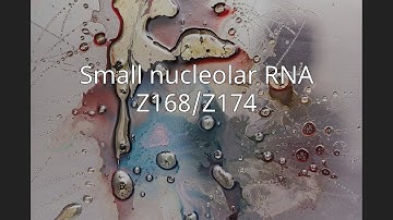 Small nucleolar RNA Z168/Z174