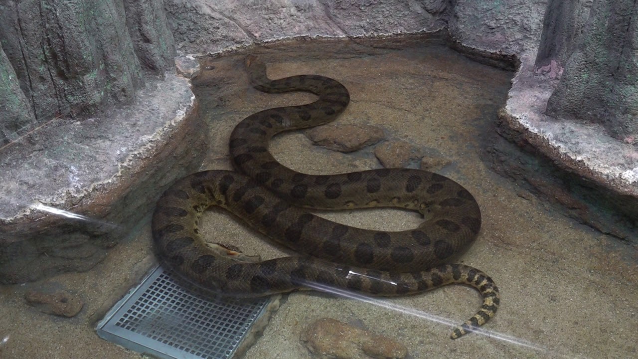 オオアナコンダ 自然動物館 北園 名古屋市東山動植物園２回目です 19年12月25日 Youtube