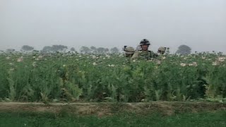 Poppy Fields in Afghanistan | Stock Footage