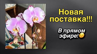 : @zeboorhids -    ! 