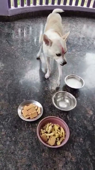 $Km_mobiles_manavalakurichi$$DogLoverkanyakumari$🦮🐕‍🦺🐕Ph:00919488828815