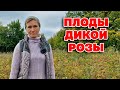 ЭТИ ЯГОДЫ ЧИСТЯТ СОСУДЫ УЛУЧШАЮТ ЗРЕНИЕ ОЗДОРАВЛИВАЮТ ПЕЧЕНЬ ДЛЯ ДЕТЕЙ И ВЗРОСЛЫХ@natureMarusya