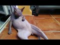 Sphynx Cat RAMSES 😜 Funny Video Compilation の動画、YouTube動画。