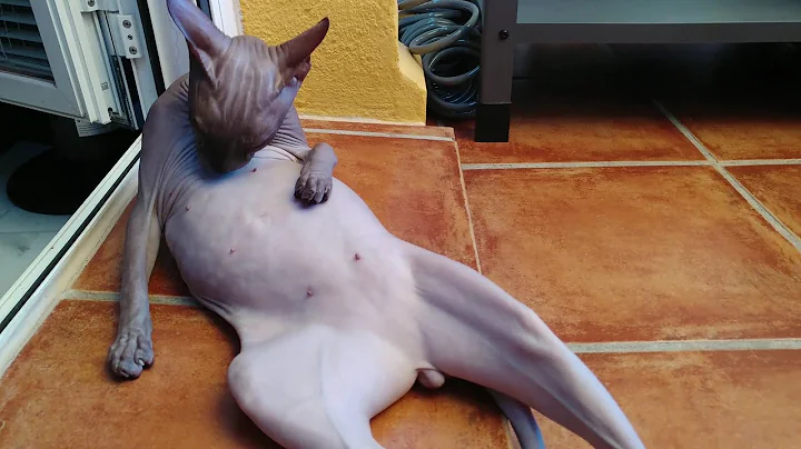 Video 186041: don sphynx cats family, compilation funny