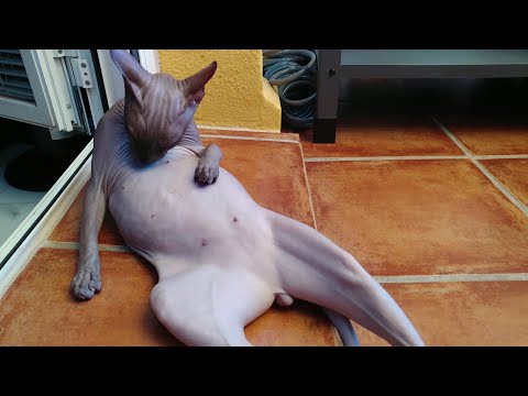 Video: Don Sphynx: Description Of The Appearance And Nature Of The Brush Breed, Features Of The Velor Cat, Photos, Reviews