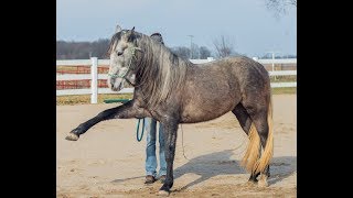 How to Teach Your Horse the Spanish Walk