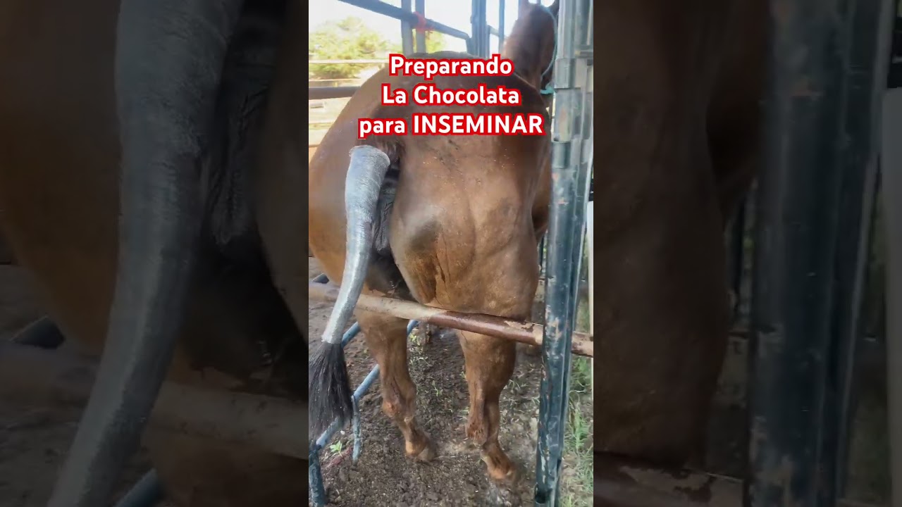 Preparando Para INSEMINACIÓN #caballos #horse