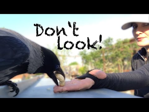 How To Befriend A Crow: Step 3/4