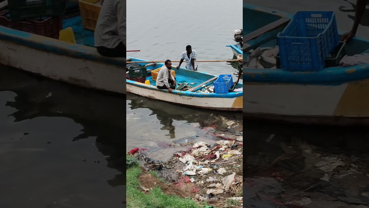 Fishing in Krishna River @ Ferri Ghat/Vijayawada #shorts #amazing