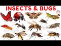 30 Insects & Bugs names in English for Kids 🐞 | STEM Early Learning | Fun Facts for Preschoolers