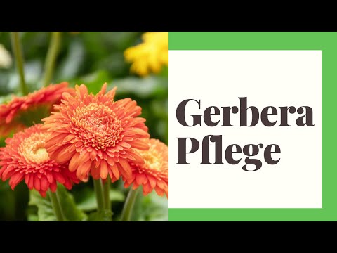 Video: So Wählen Und Pflanzen Sie Eine Indoor-Gerbera