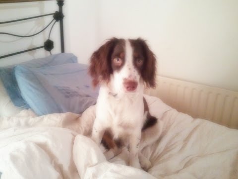 crazy springer spaniel