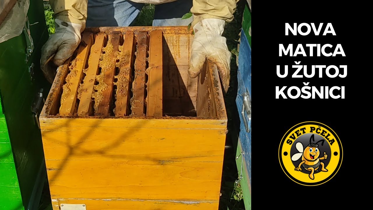Mlada matica u žutoj košnici. Pčelarstvo 2023 - YouTube